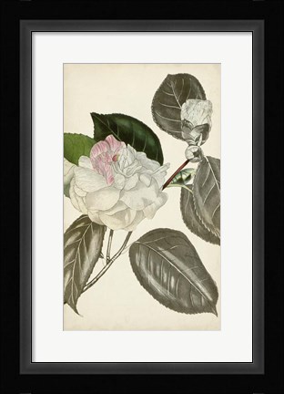 Framed Silvery Botanicals III Print