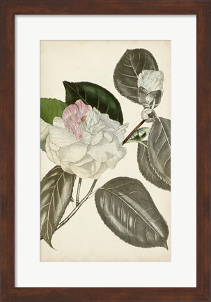 Framed Silvery Botanicals III Print