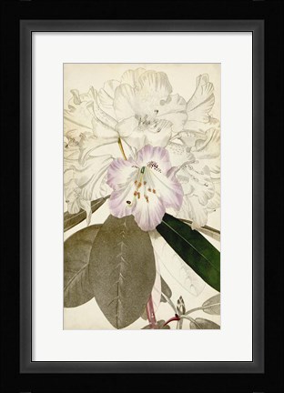 Framed Silvery Botanicals IV Print