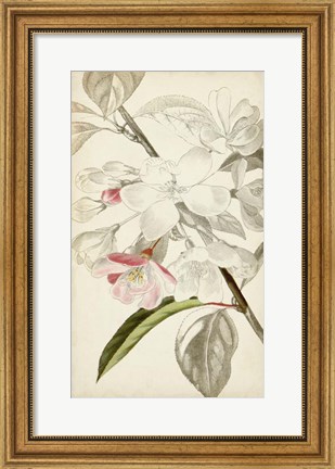 Framed Silvery Botanicals VIII Print