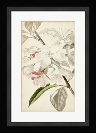 Framed Silvery Botanicals VIII Print