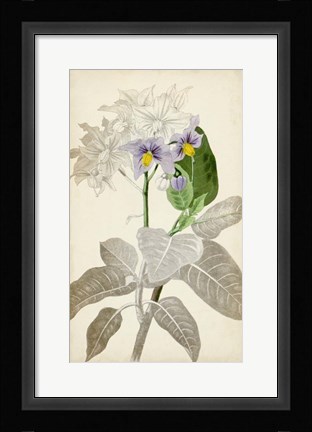 Framed Silvery Botanicals IX Print