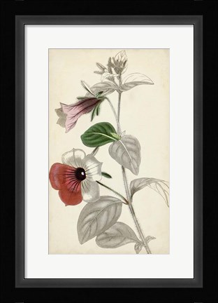 Framed Silvery Botanicals X Print