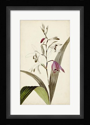 Framed Silvery Botanicals XI Print