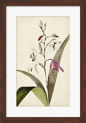 Framed Silvery Botanicals XI Print