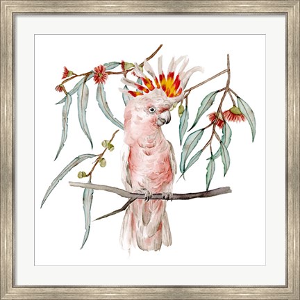 Framed Pink Cockatoo II Print