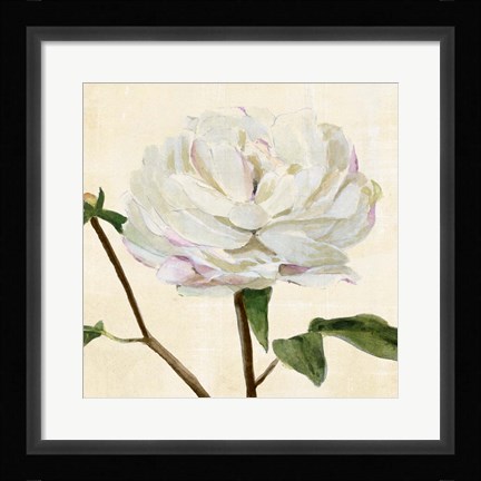 Framed Peony in Bloom I Print