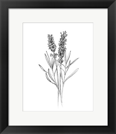 Framed Field Flower II Print
