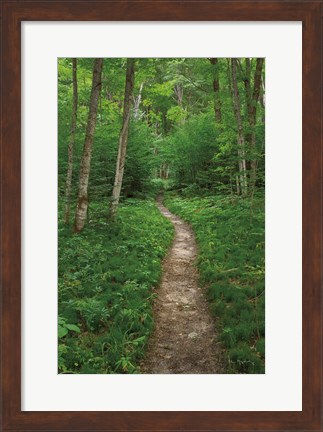 Framed North Country Trail Print