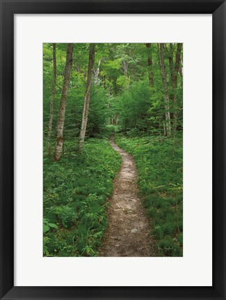 Framed North Country Trail Print