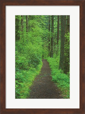 Framed Hiking Trail in Columbia River Gorge II Print