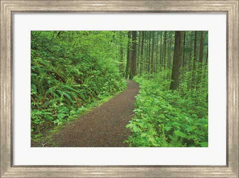 Framed Hiking Trail in Columbia River Gorge I Print