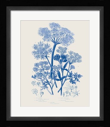 Framed Flowering Plants VI Mid Blue Print
