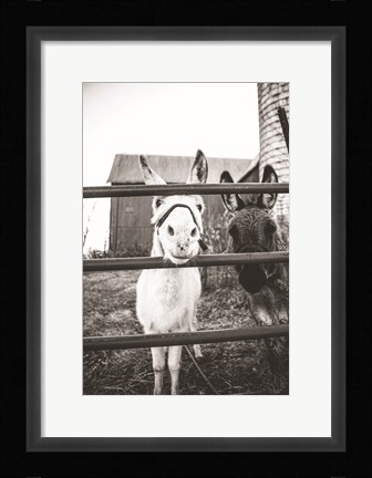 Framed Donkeys Print