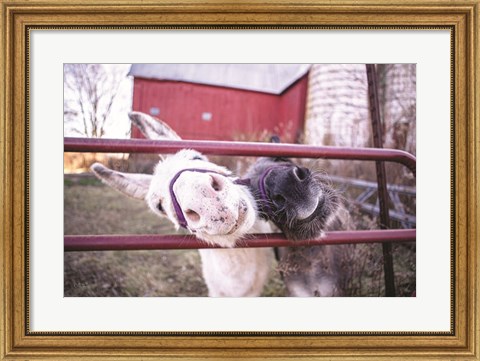 Framed Hey Donkeys II Print