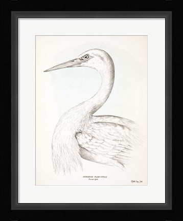 Framed Herodias Plumiferus Print
