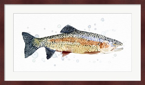Framed Watercolor Rainbow Trout I Print