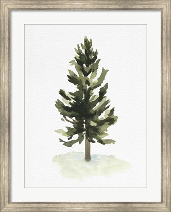 Framed Watercolor Pine I Print