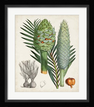 Framed Sago Palms I Print