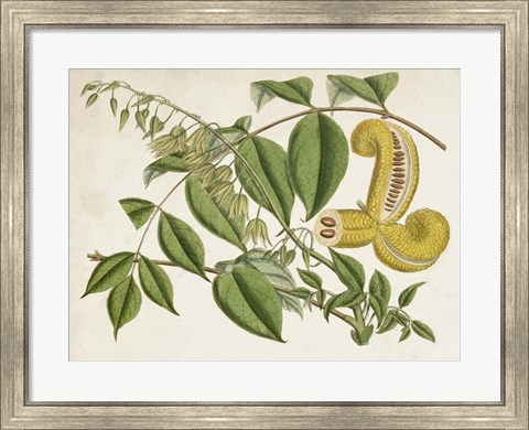 Framed Tropical Foliage &amp; Fruit I Print