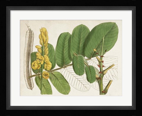 Framed Tropical Foliage &amp; Fruit II Print