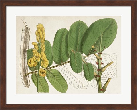 Framed Tropical Foliage &amp; Fruit II Print