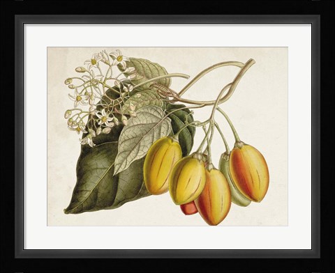 Framed Tropical Foliage &amp; Fruit IV Print
