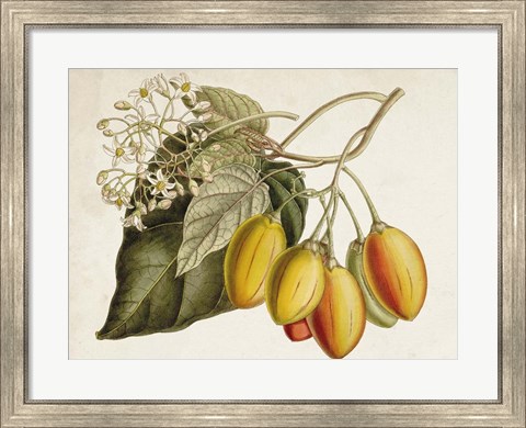Framed Tropical Foliage &amp; Fruit IV Print