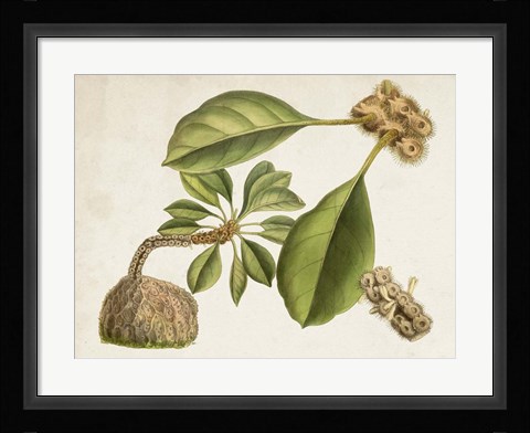 Framed Tropical Foliage &amp; Fruit V Print