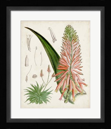 Framed Delicate Tropicals I Print