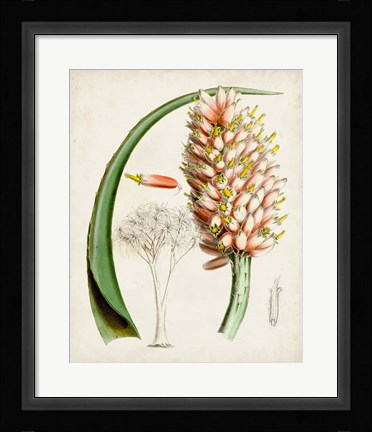 Framed Delicate Tropicals III Print