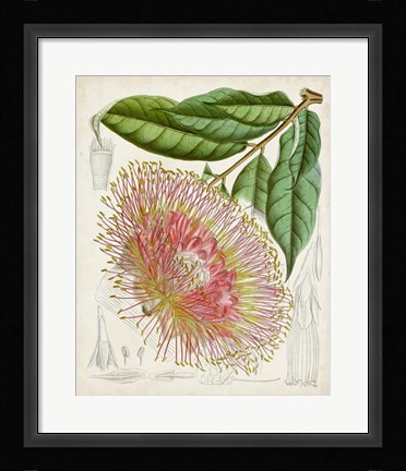 Framed Delicate Tropicals IV Print