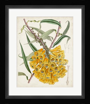 Framed Delicate Tropicals VI Print