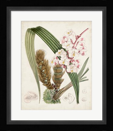 Framed Delicate Tropicals VIII Print