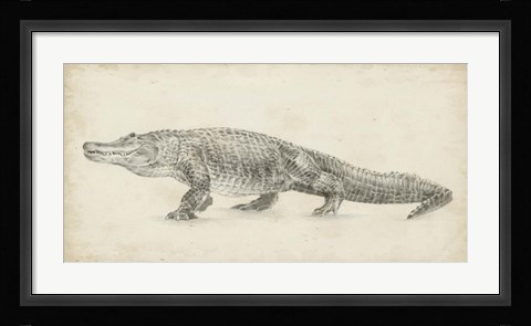 Framed Alligator Sketch Print