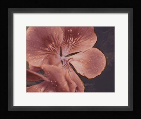 Framed Garden Geraniums I Print