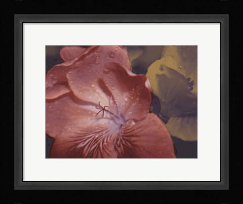 Framed Garden Geraniums II Print