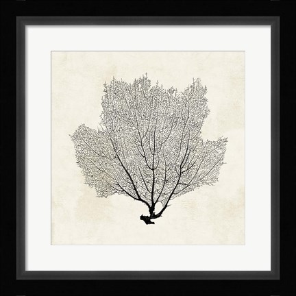 Framed Sea Fan Sketch I Print