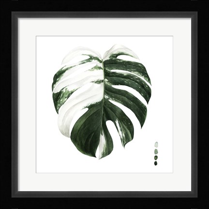 Framed Variegated Monstera II Print