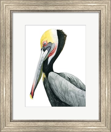 Framed Watercolor Pelican II Print