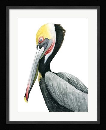 Framed Watercolor Pelican II Print