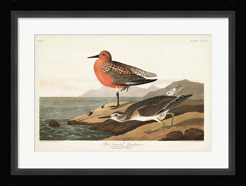Framed Pl. 315 Red-breasted Sandpiper Print