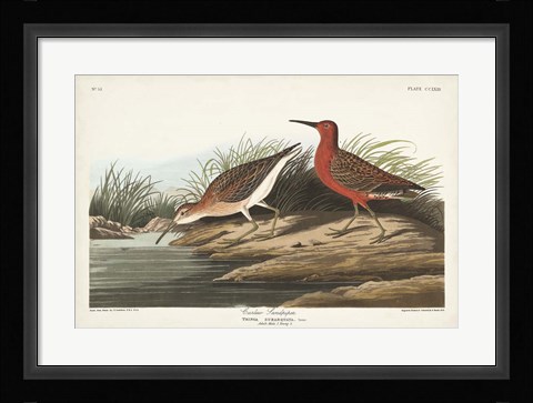 Framed Pl. 263 Curlew Sandpiper Print