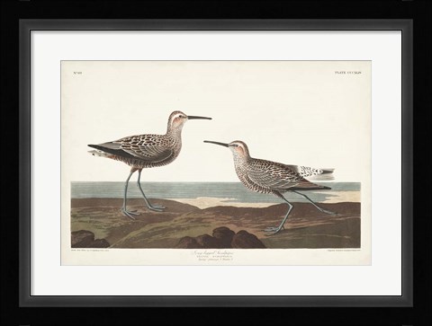 Framed Pl. 344 Long-legged Sandpiper Print