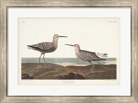 Framed Pl. 344 Long-legged Sandpiper Print