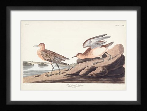 Framed Pl. 265 Buff-breasted Sandpiper Print