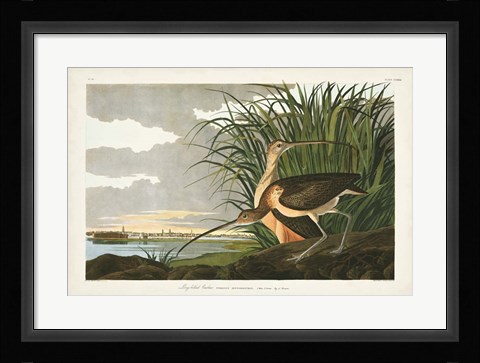 Framed Pl. 231 Long-billed Curlew Print