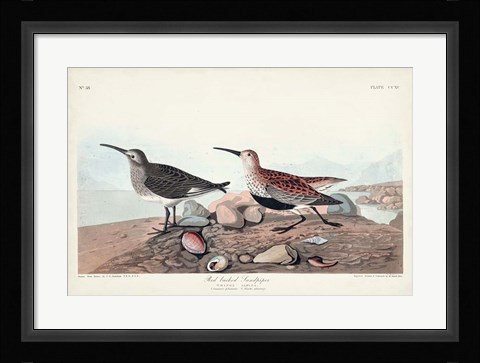 Framed Pl. 290 Red-backed Sandpiper Print