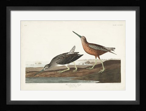 Framed Pl. 335 Red-breasted Snipe Print