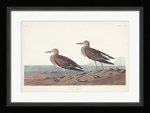 Framed Pl. 294 Pectoral Sandpiper Print